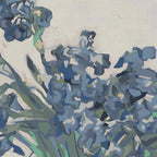 鳶尾花 Irises