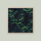 Night Leaves